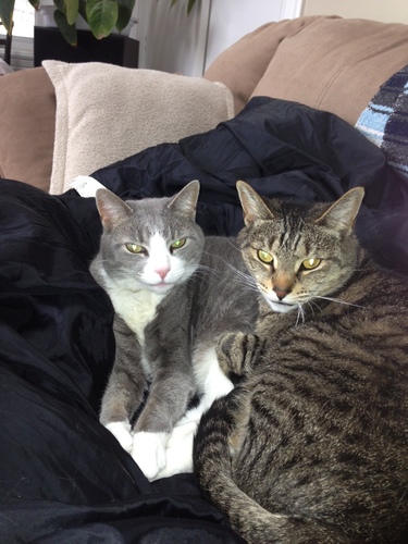 LokiGhost1's profile picture. Two cats.  One mission.  We'll tell you what that is when we figure it out.  Until then... it's nap time.