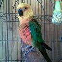 mike cannella - @liberatedtattoo - Twitter