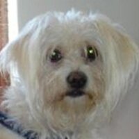 Nell Whiteside (@scividence) 's Twitter Profile Photo
