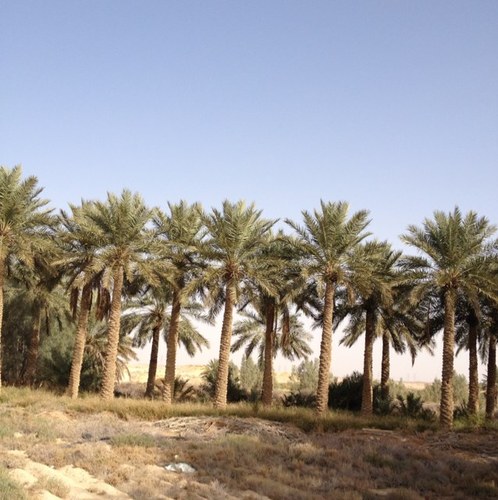 اللهم اجعل لنا القوة في الدين والحزم مع اللين والحكمة مع اليقين واجعلنا في الشدة من الصابرين وفي الرخاء من الشاكرين ونقِّ قلوبنا أجمعين وأحسن ظننا بالآخرين