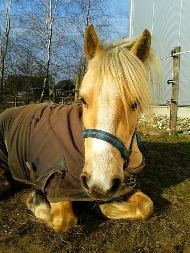 PonderosaGirlz's profile picture. Wij zijn Ponderosa met @lisanneengberts, @Alianne_ @x_Roooos and or horses. We doen aan Vrijheidsdressuur. Follow us en krijg Followback! 12-1-13