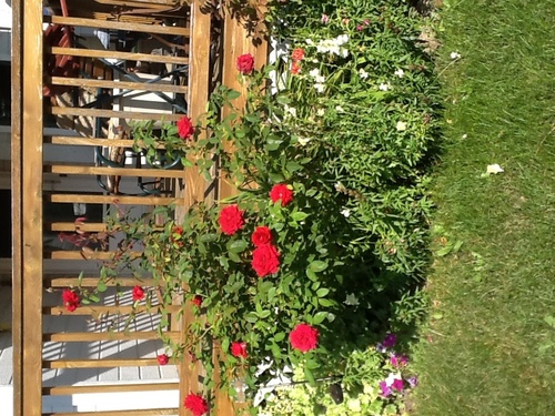 rnjulie62's profile picture. Known as the Martha Stewart in my family.  I craft (knit, spin, dye yarn/fiber, crochet, needle tat, macrame, photography, paper crafts, beading, chain maille)