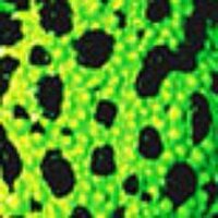 MutzurWut (@mutzurwut) Twitter profile photo