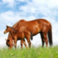 競馬week (@umannchu) Twitter profile photo