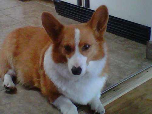 Love my Welsh Corgi's and all dogs, most animals! The Walking Dead! Vampires! And of course my family!