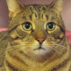 I am a male Tabby Cat I was born July 25th i am almost 2.I like to play, sleep, and i love my cat nip. I love to hunt mice and of course I love my owners.