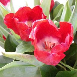 miekie68's profile picture. 