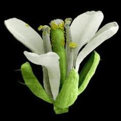Making plant genetics real for the rest of us.