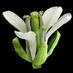 Plant Genetics (@plantgenetics) Twitter profile photo