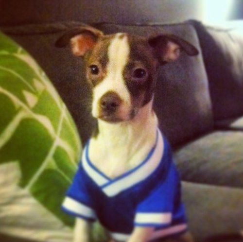 Ain't no bark'n round here. Just the life of an urban doggy.
