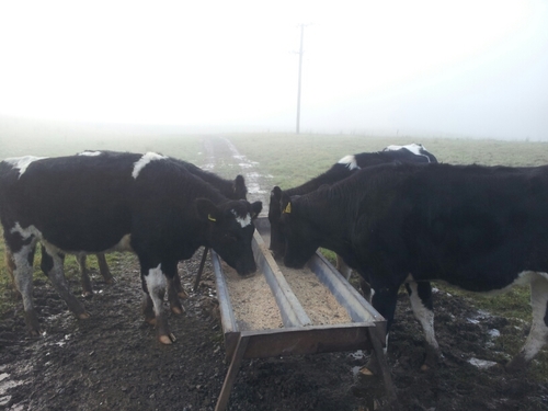 CliveH84's profile picture. 