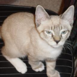 infosearch55's profile picture. 