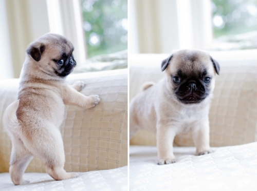 i love pugs xxx