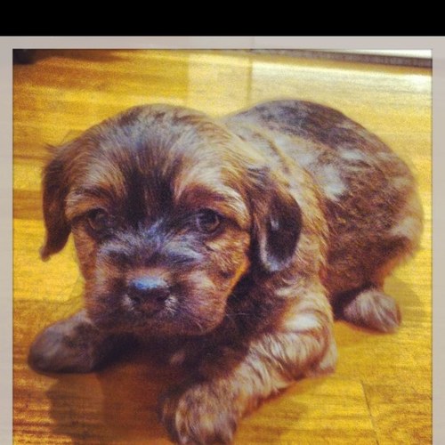 CayePrez's profile picture. 