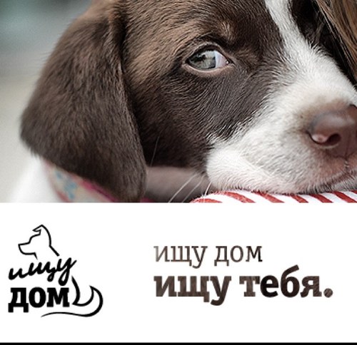 IshyDom's profile picture. https://t.co/Cr3we6JlxE социальный проект ИЩУ ДОМ #ищудом