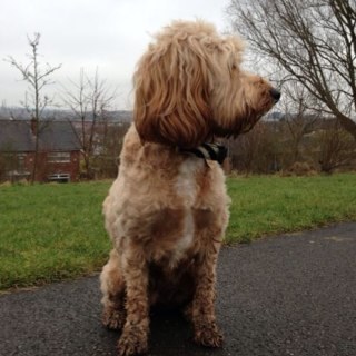 cockneykaz's profile picture. 