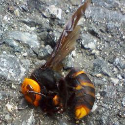 落ちろ！落ちたな