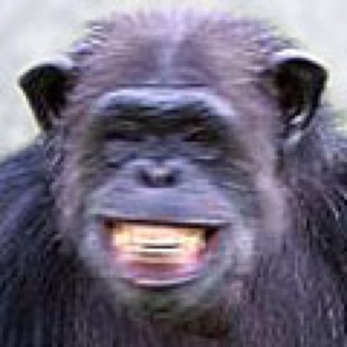 CShrpMonkey's profile picture. 