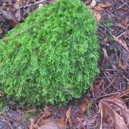Love nature and people. Deep desire for Peace on Earth.'Do the Right Thing'. World Politics. Kindness, love and cheer.Blocked from following! why?