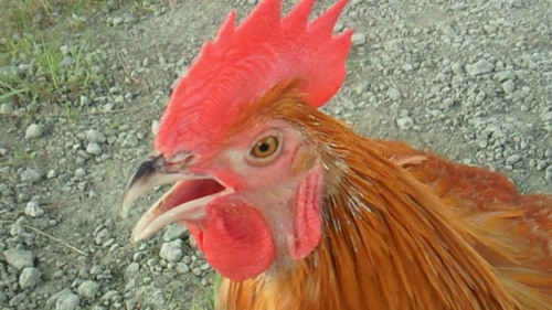 Menchi0401's profile picture. 5/13SiM高崎、5/29VIVA LA、6/5ミリオン、6/19 9mm野音、6/22F.A.D、7/9-10DPF