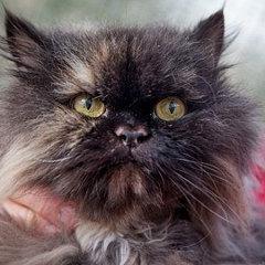 Милашка) Люблю котиков). Подписывайтесь, отвечу взаимностью #followback #взаимныйфоловинг #rufollowback