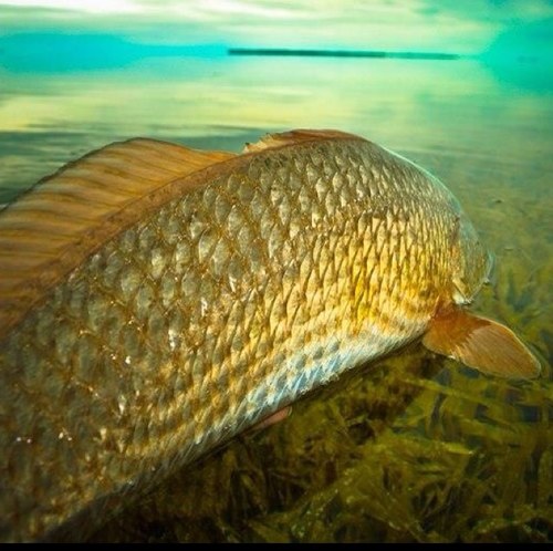 redfishsteve's profile picture. 