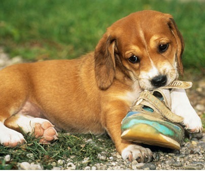 Visit Perpetually Pets: http://t.co/UhrRtXdwhs.
Understand your pets and continue loving them!