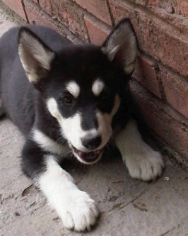 Josh_Armani's profile picture. 