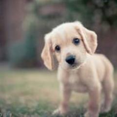 awesomebirdy's profile picture. Coffee and Milk ^^