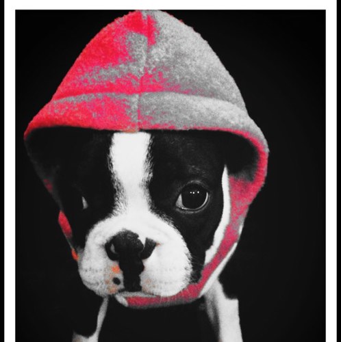 giantee's profile picture. 