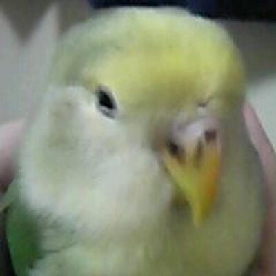 お世話係り 今 コザクラインコの簡易色識別ページを作成していますが実にたくさんの色変わりがいる種類 なので全部アップは無理すぎる ということで代表的なものを抜粋していきます そして私の個人的に好きな色も勝手に追加します ぁ 完成をお楽しみに お世話係り 今 コザクラインコの簡易色識別ページを作成していますが実にたくさんの色変わりがいる種類 なので全部アップは無理すぎる ということで代表的なものを抜粋していきます そして私の個人的に好きな色も勝手に追加します ぁ 完成をお楽しみに