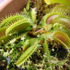 Often an early backer for video game Kickstarter projects. Over 900 backed. Collects carnivorous sundews.