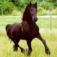 HorsesLoveX's profile picture. Jij maakt me gelukkig, jij maakt me blij. Er is niemand zoals jij, daarom houd ik zoveel van je. VOLG VOOR SUPER LEUKE PAARDENTWEETS x