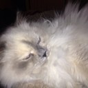 Lorri Johnson - @MsHarleyRiding - Twitter