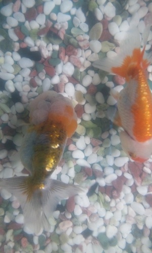 ペットプラザ東大阪菱江店 Petplazahishie Twitter ペットプラザ東大阪菱江店 Petplazahishie Twitter