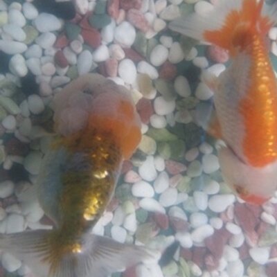 ペットプラザ東大阪菱江店 Petplazahishie Twitter