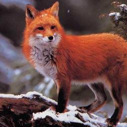 samibelca's profile picture. je suis un renard
