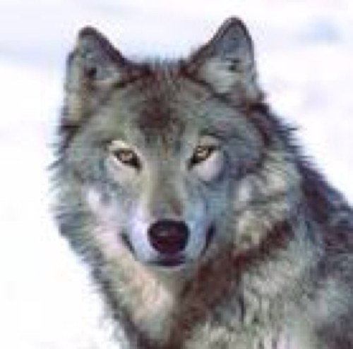 I am interested in animal welfare and I hate the tories.