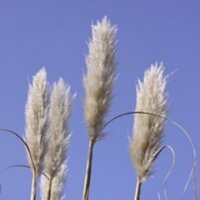 WildSoundRecordings (@wildsoundrecs) 's Twitter Profile