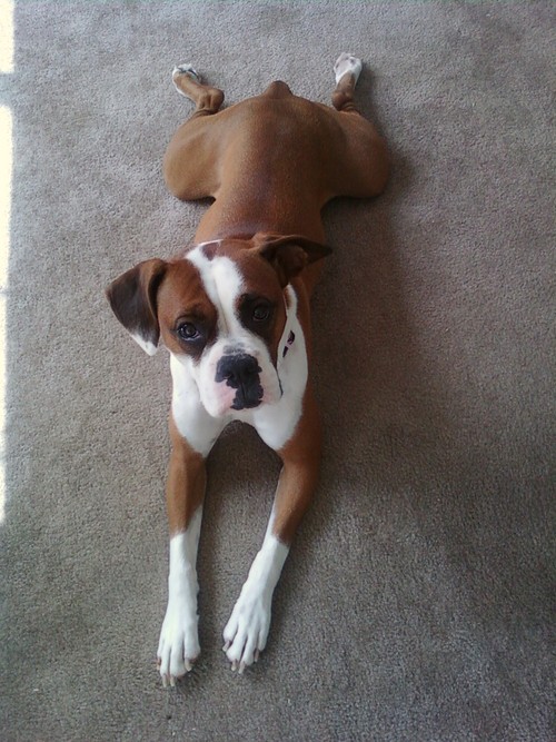 vitalnutrients's profile picture. I am an animal lover. I love walking and getting lots of exercise and helping others to do the same. I am an online business owner. Lets connect on twitter.