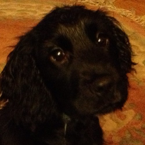 Cocker spaniel pup, little sis of Holly the Westie. Love my floor cloth, dinner time, cuddles with Holly by the fire and my Daddy.