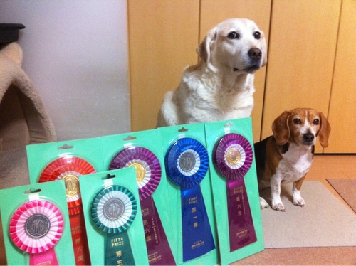 hima_labla's profile picture. 愛犬はラブラドールのひまりちゃん(故)とビーグルのこゆきちゃんです！ ワンコつぶやきの他、写真・動画も日々載せてます！ しょちゅう放置しちゃうんですがよろしくお願いいたします＼(^o^)／