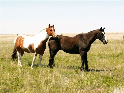 Stay at home mom.Foodie, goat lover, horse lover, love the outdoors. Live on our 3W Ranch. It's never to early for a glass of wine.