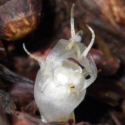 光合成をやめた植物（菌従属栄養植物、腐生植物、寄生植物）研究者。神戸大学理学部教授（兼・高等学術研究院卓越教授）。専門は、植物、昆虫やキノコの自然史（生態や進化）。変わった生物に心惹かれますが、特にラン科植物が大好き。学生さん、学振応募者や共同研究者を募集中。自身初の単著の書籍『「植物」をやめた植物たち』好評発売中！