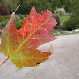 yolitri2's profile picture. FULL VENEZOLANA