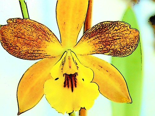 I am trying to get orchid lovers together for  discussions and having fun!!! Hey ya'll!!