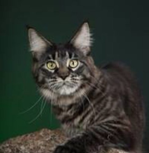 Питомник кошек породы мейн кун. Котята Maine coon.