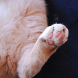 undercat1's profile picture. 競馬・・・下手の横好きです。
将棋・・・下手の横好きです。

映画・・・ただ好きです。