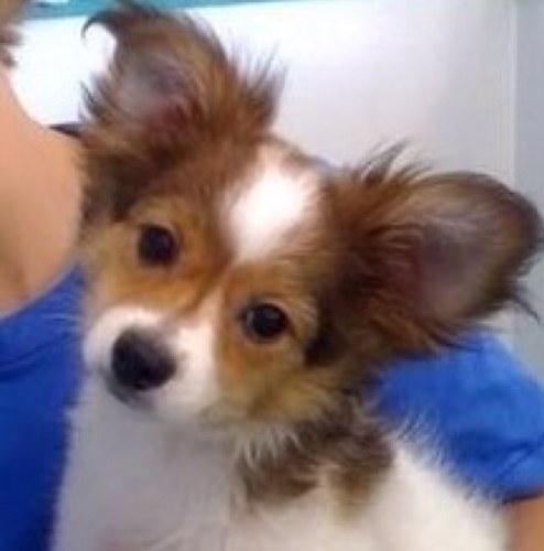 Official Twitter Account For Sammy The Papilon! I'm Justin Bieber's dog! Woooof! #DogSwag #SammyFever (; I woof all of my SammySwaggers ❤