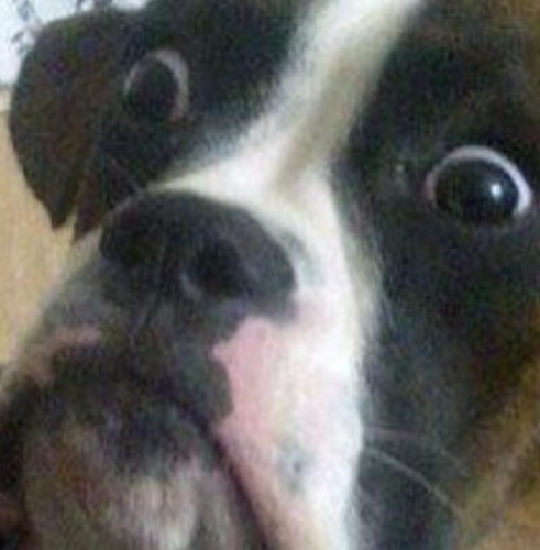 Trusemafiaen's profile picture. 